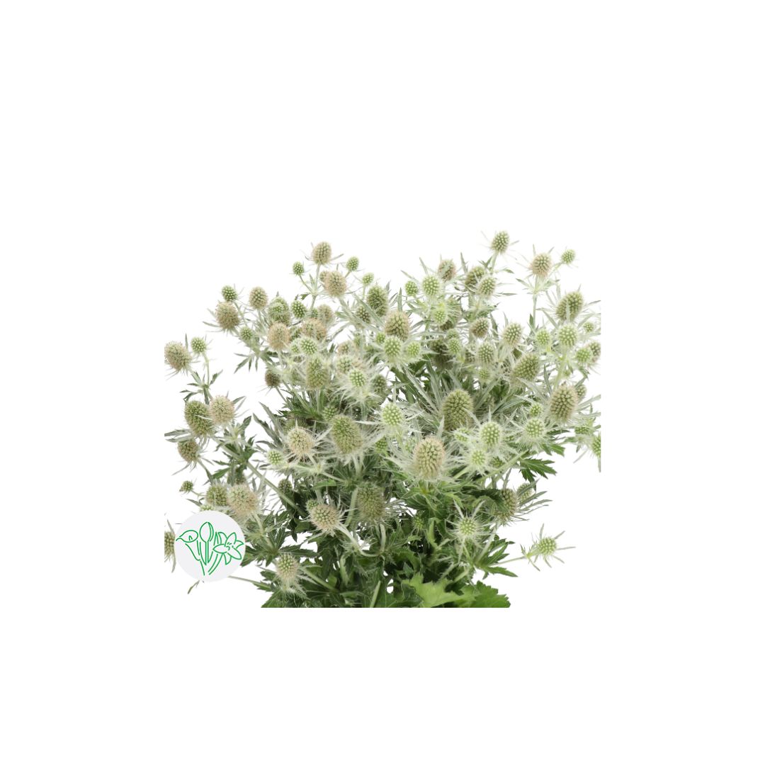 Eryngium (Thistle)
