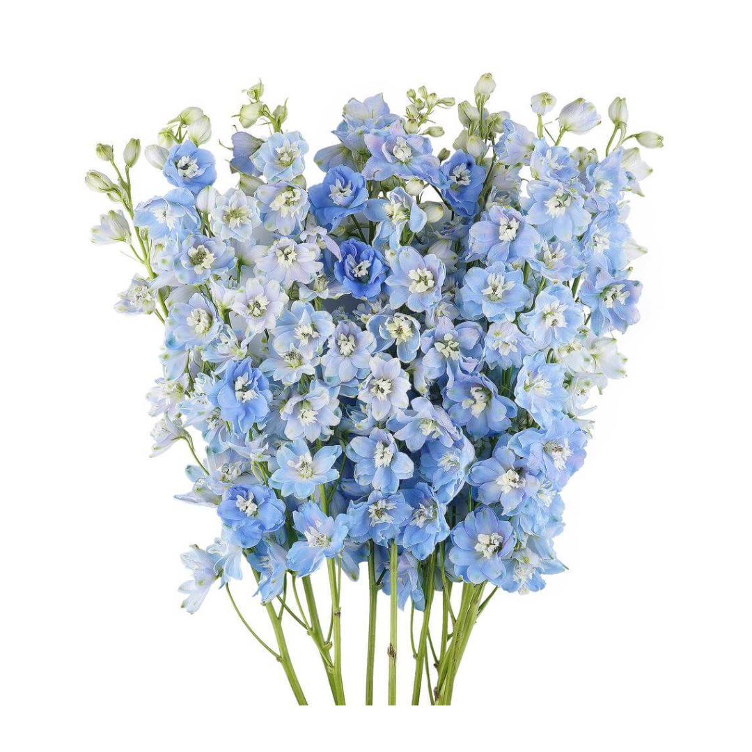 Delphinium