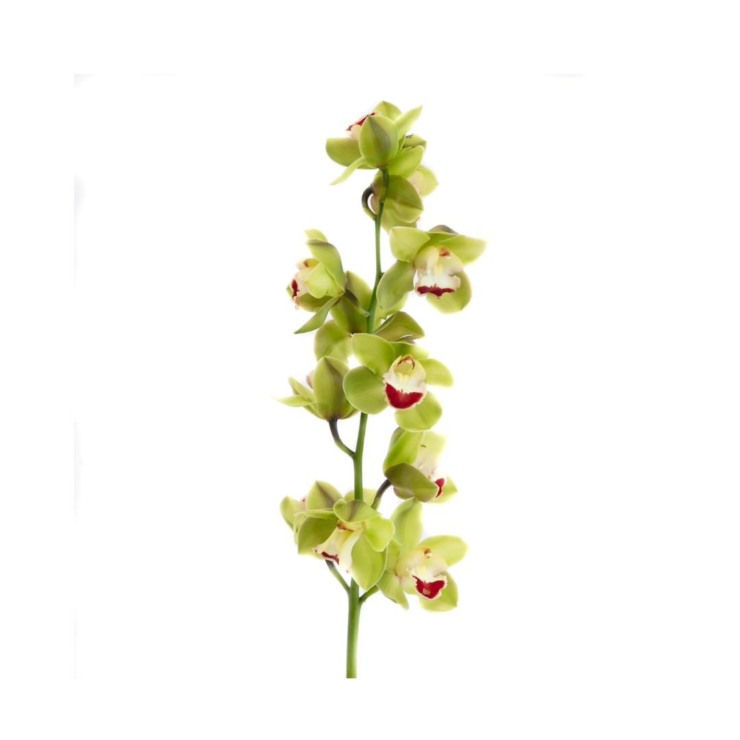 Cymbidium Orchid Mini