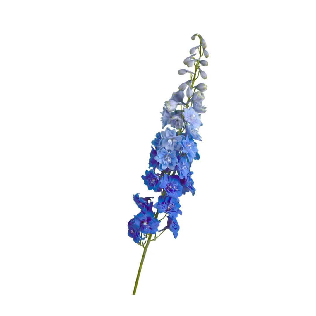 Delphinium