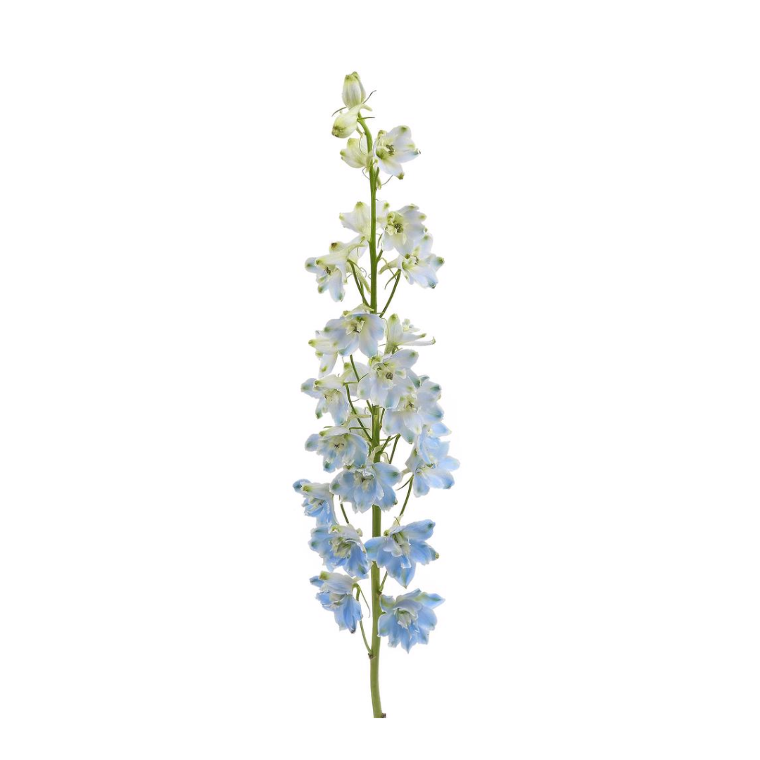 Delphinium