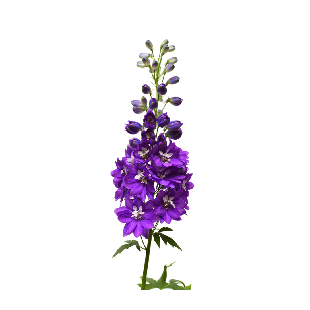 Delphinium