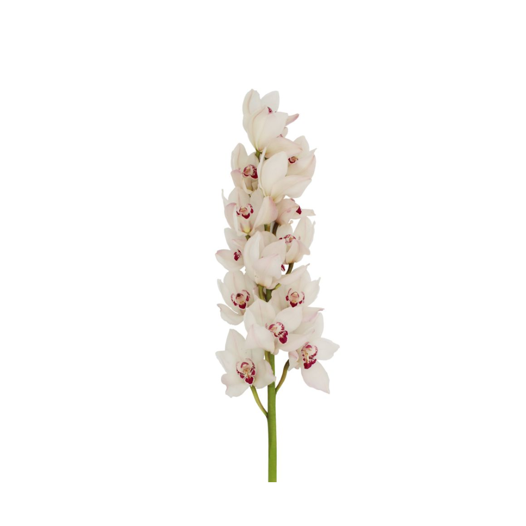 Cymbidium Orchid Mini