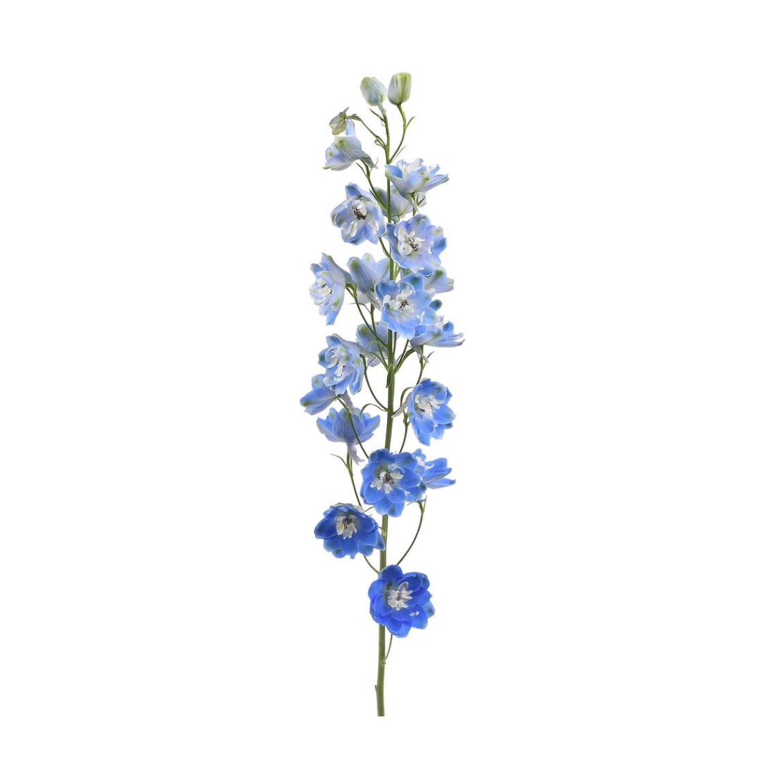 Delphinium