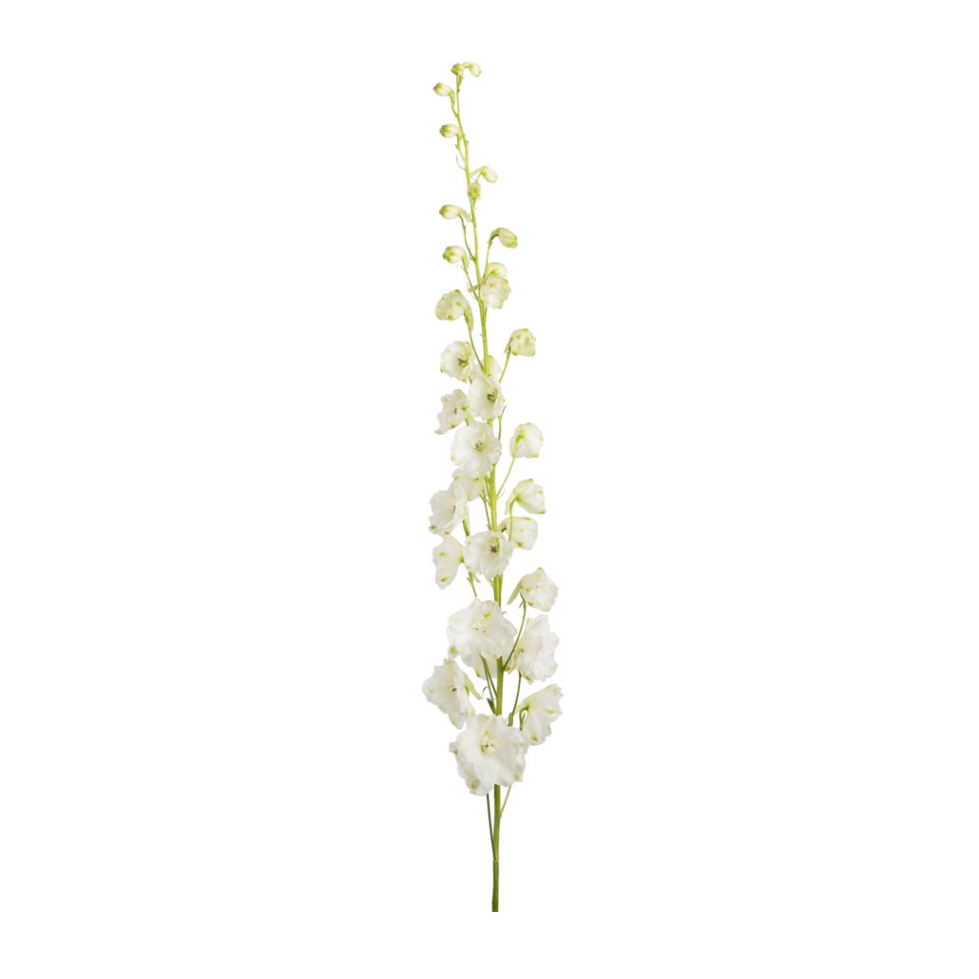 Delphinium