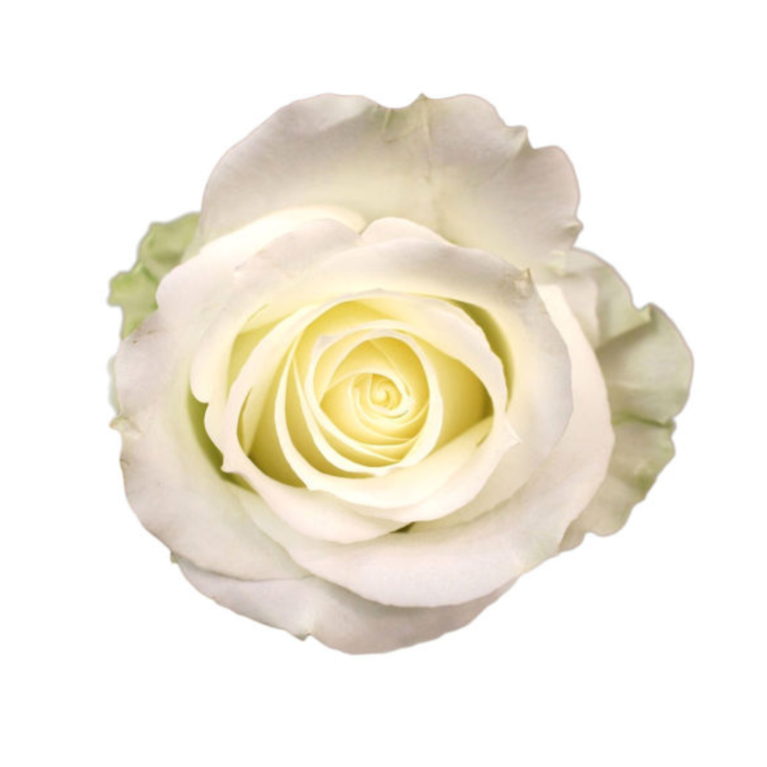 Rose Avalanche