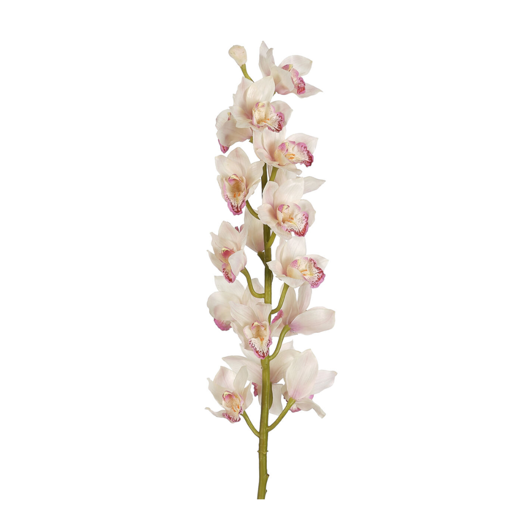 Cymbidium Orchid