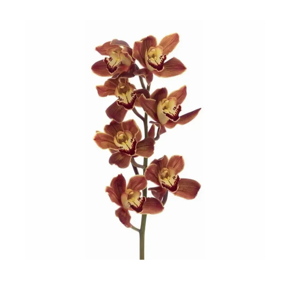 Cymbidium Orchid