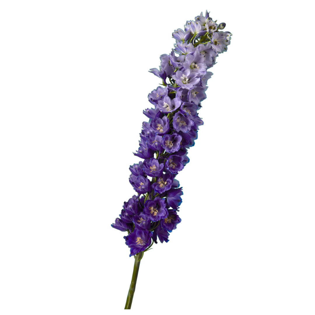 Delphinium