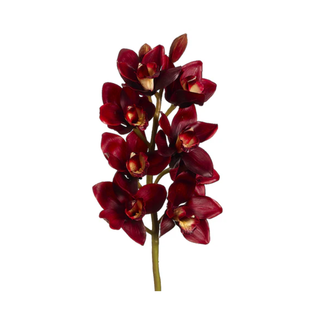 Cymbidium Orchid