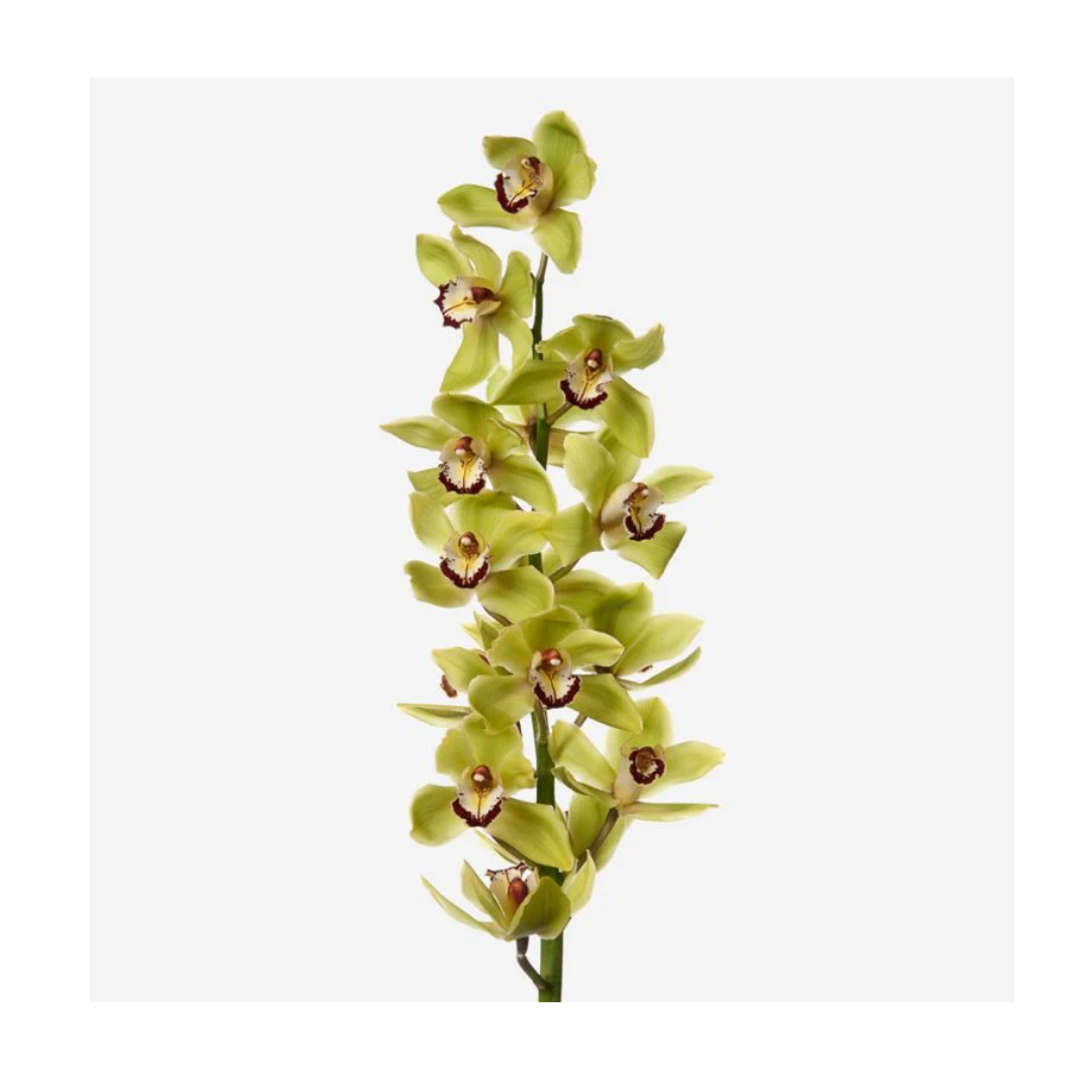 Cymbidium Orchid