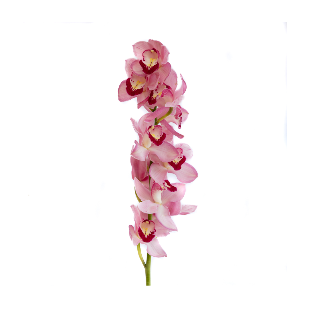 Cymbidium Orchid