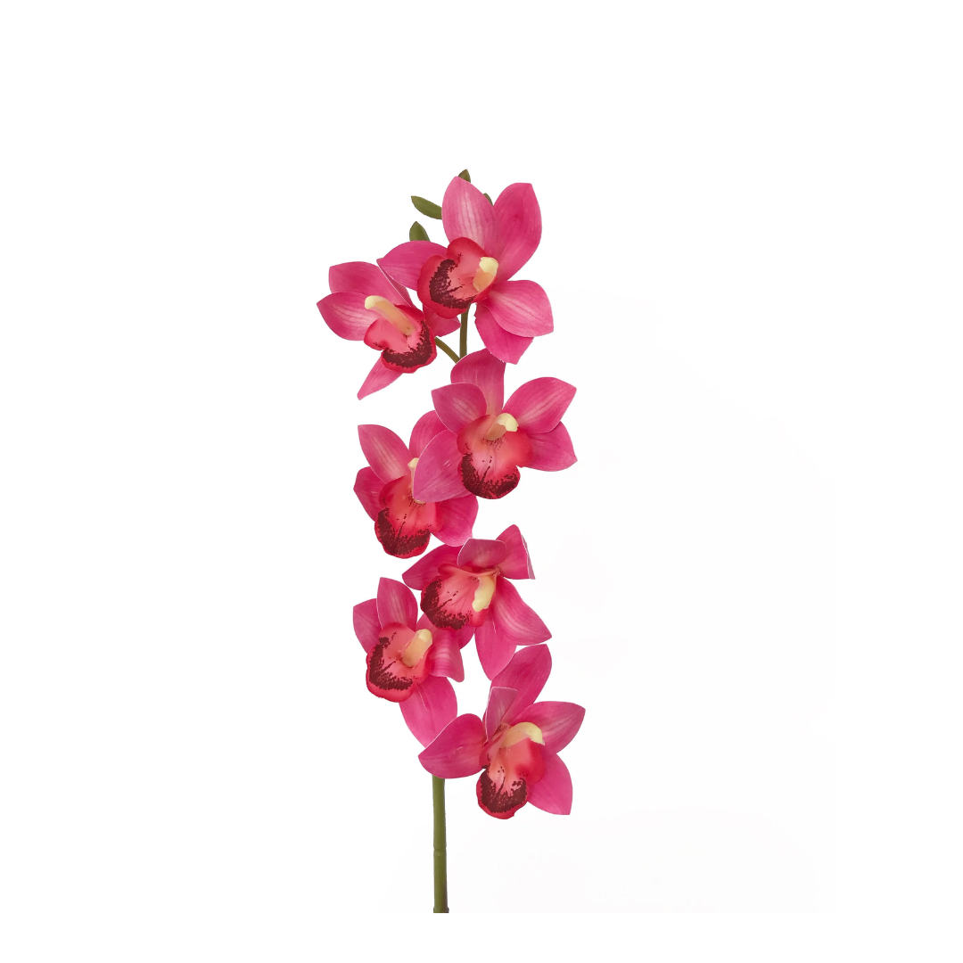 Cymbidium Orchid