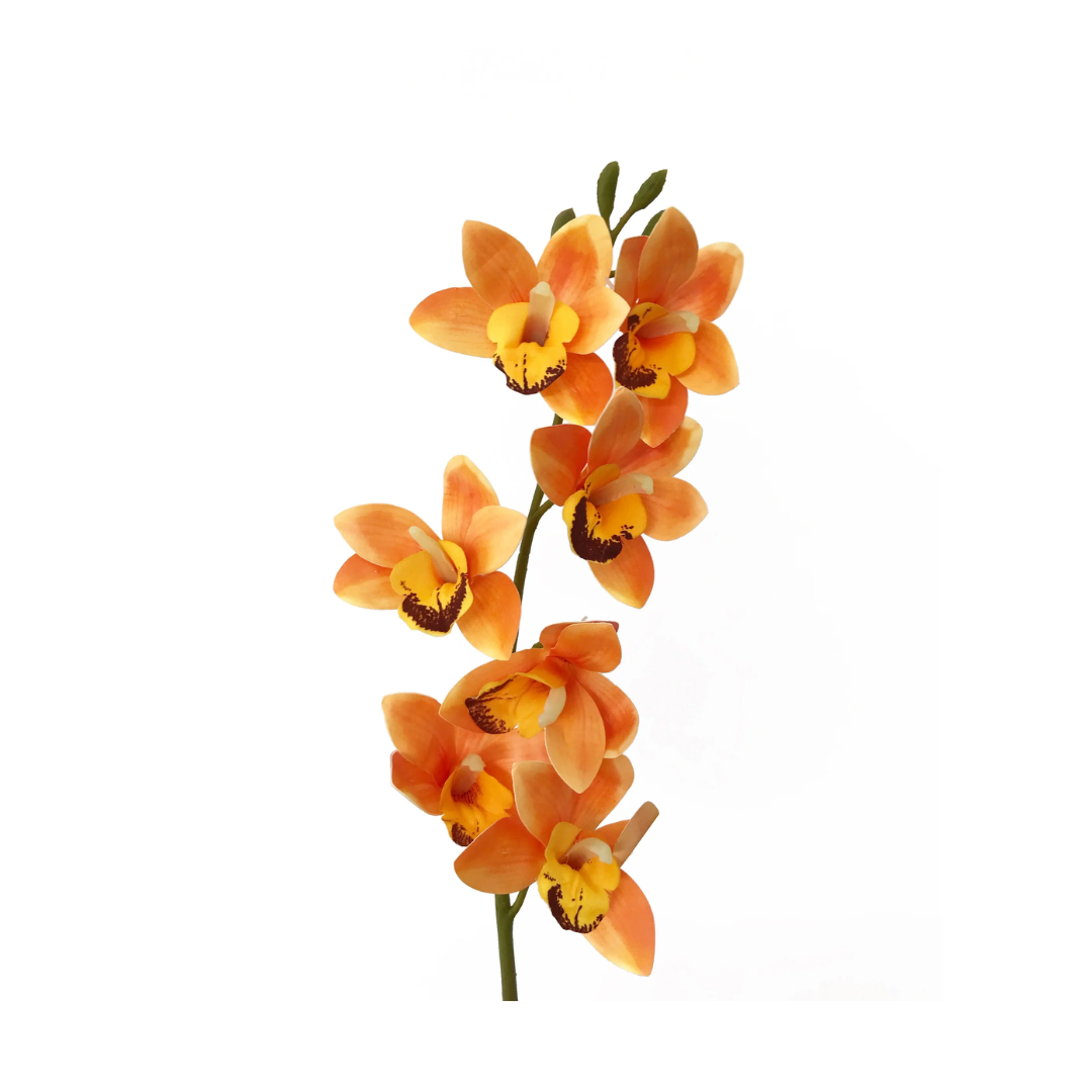 Cymbidium Orchid
