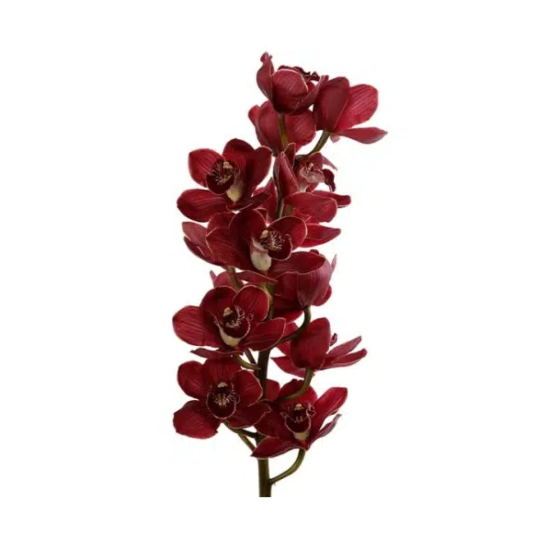 Cymbidium Orchid
