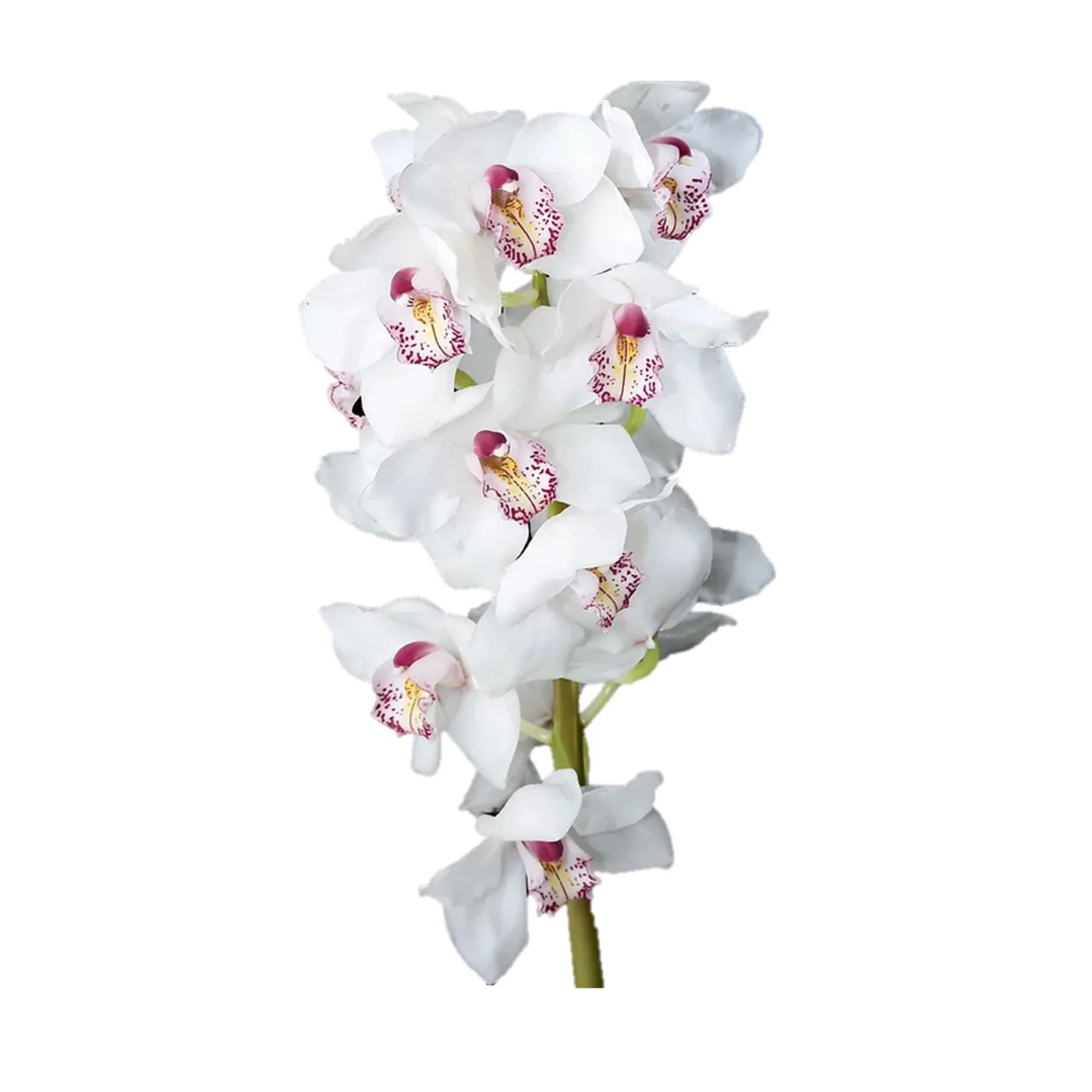 Cymbidium Orchid