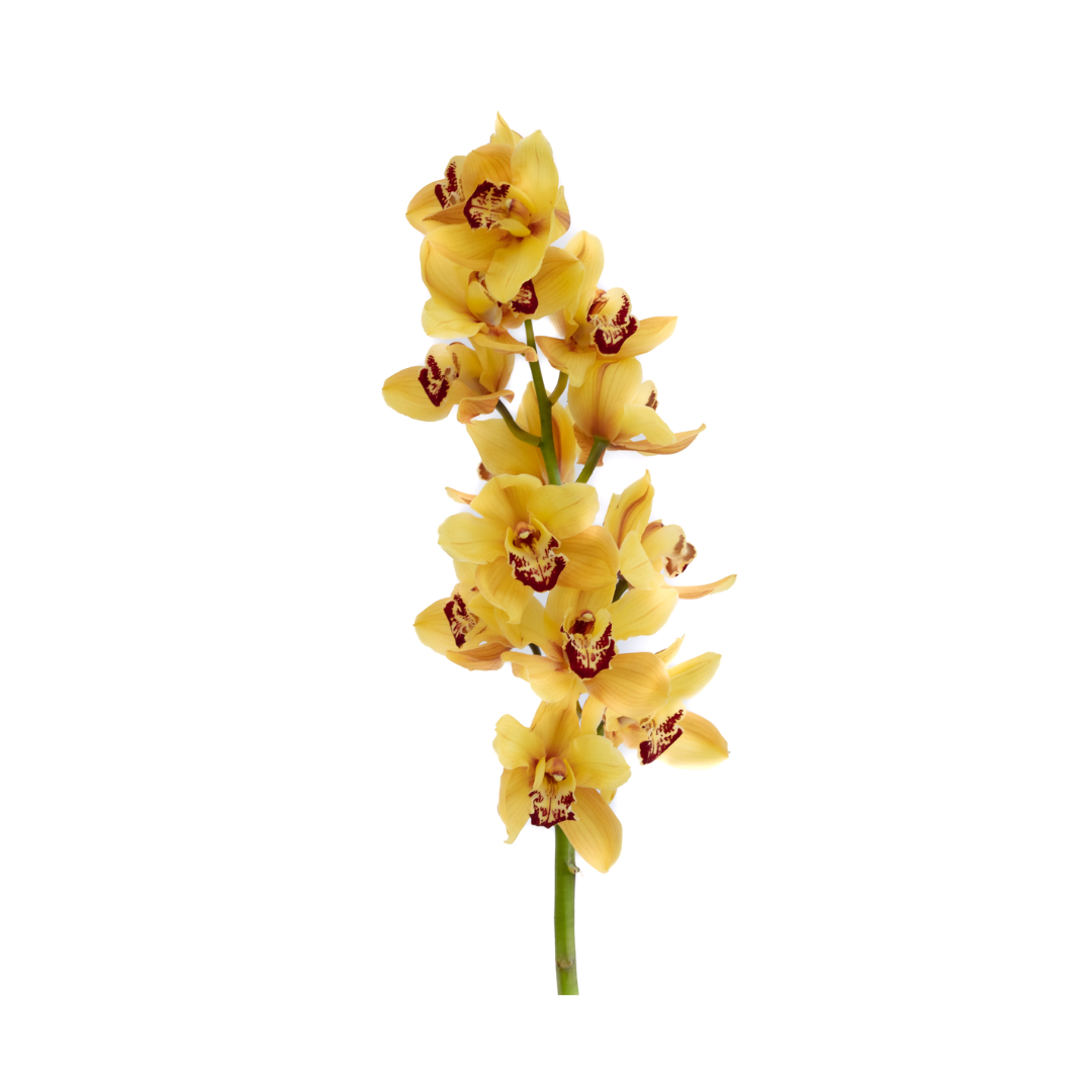 Cymbidium Orchid