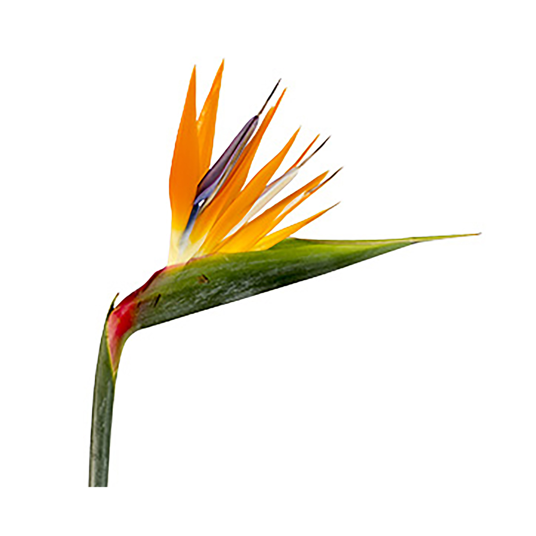 Birds of Paradise