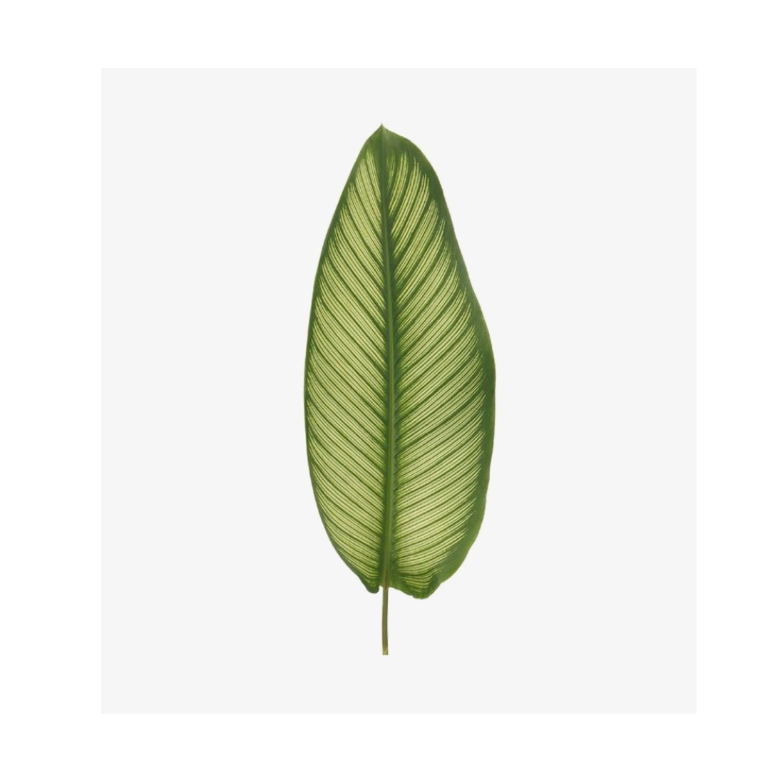 Calathea