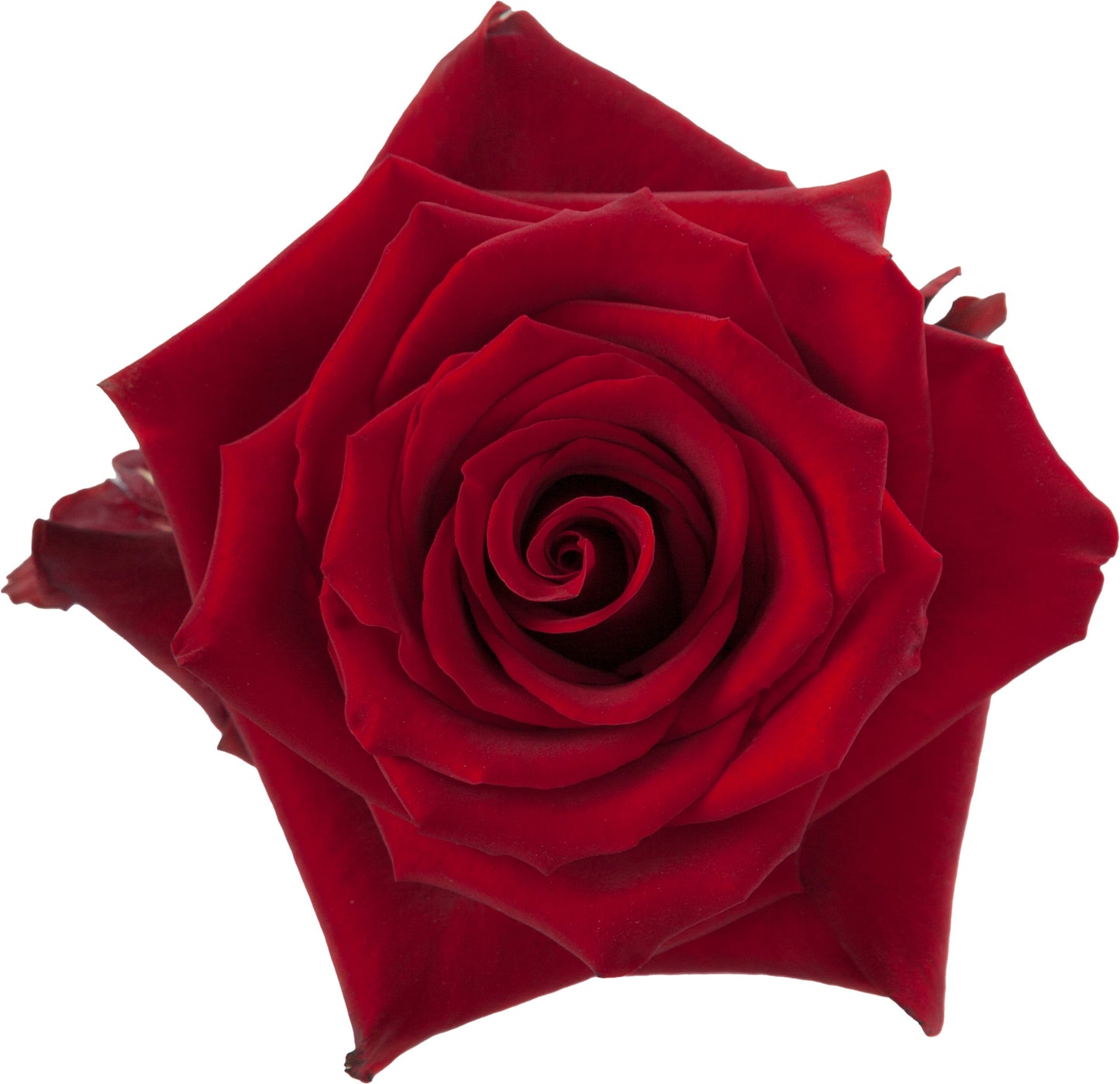 Rose Explorer