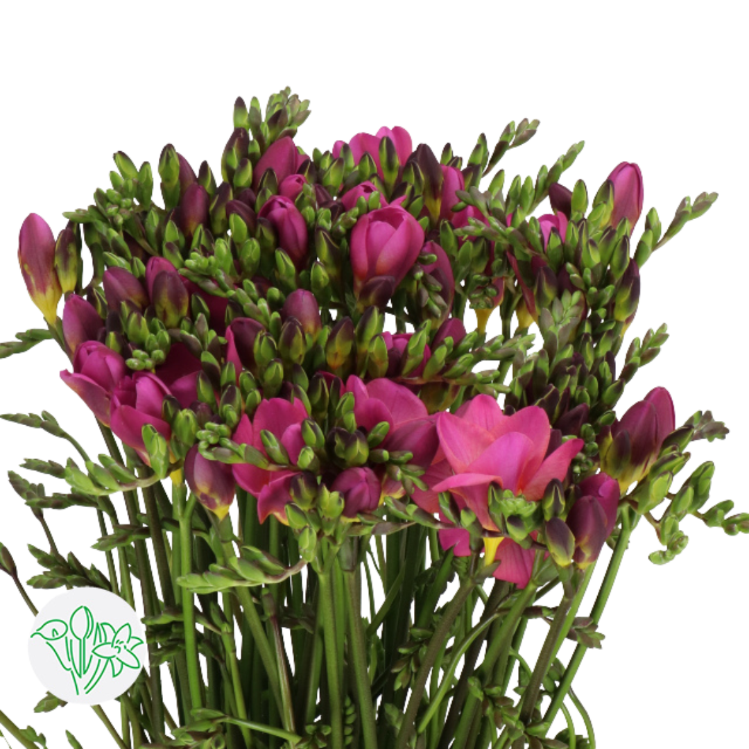 Freesia