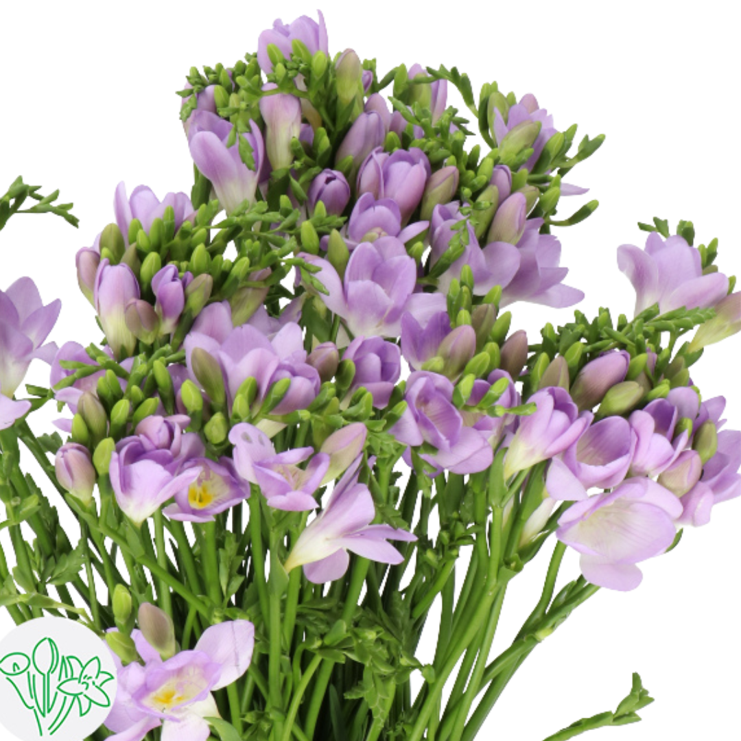 Freesia