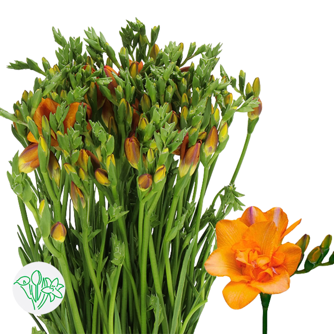 Freesia