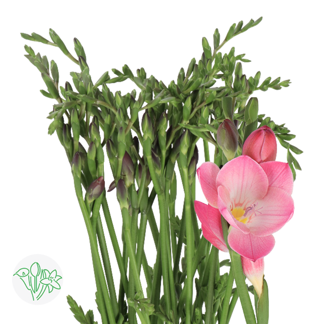 Freesia