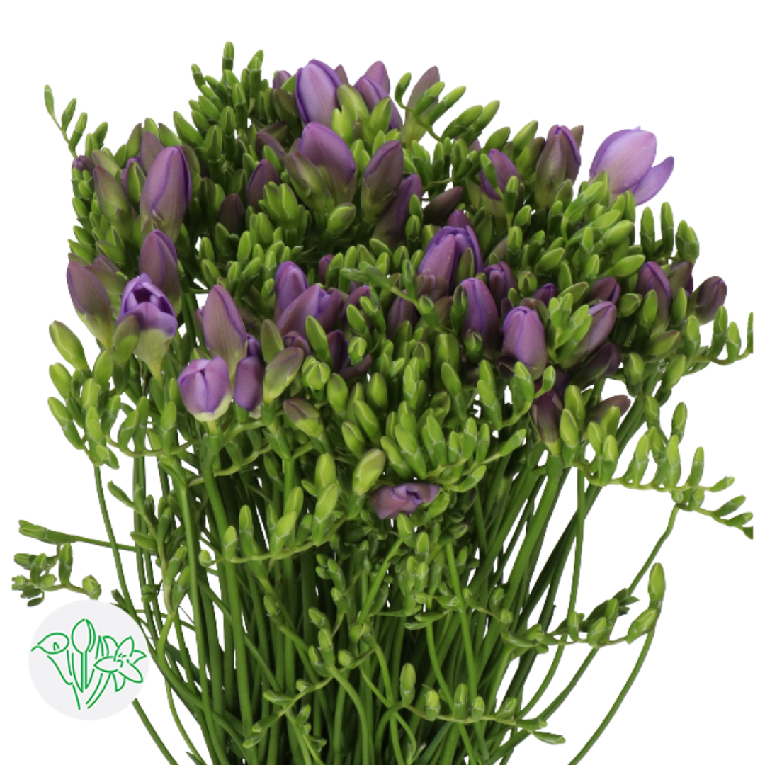 Freesia