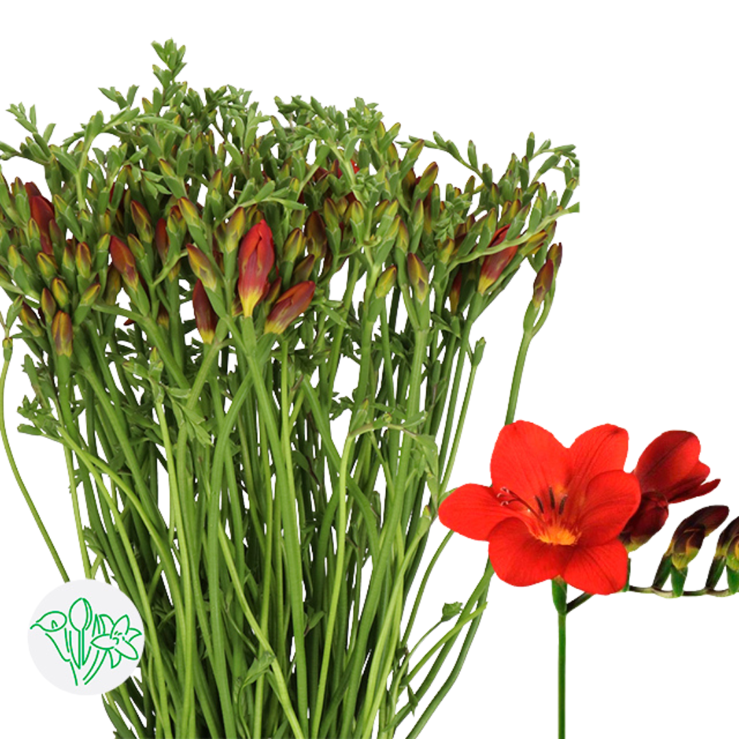 Freesia