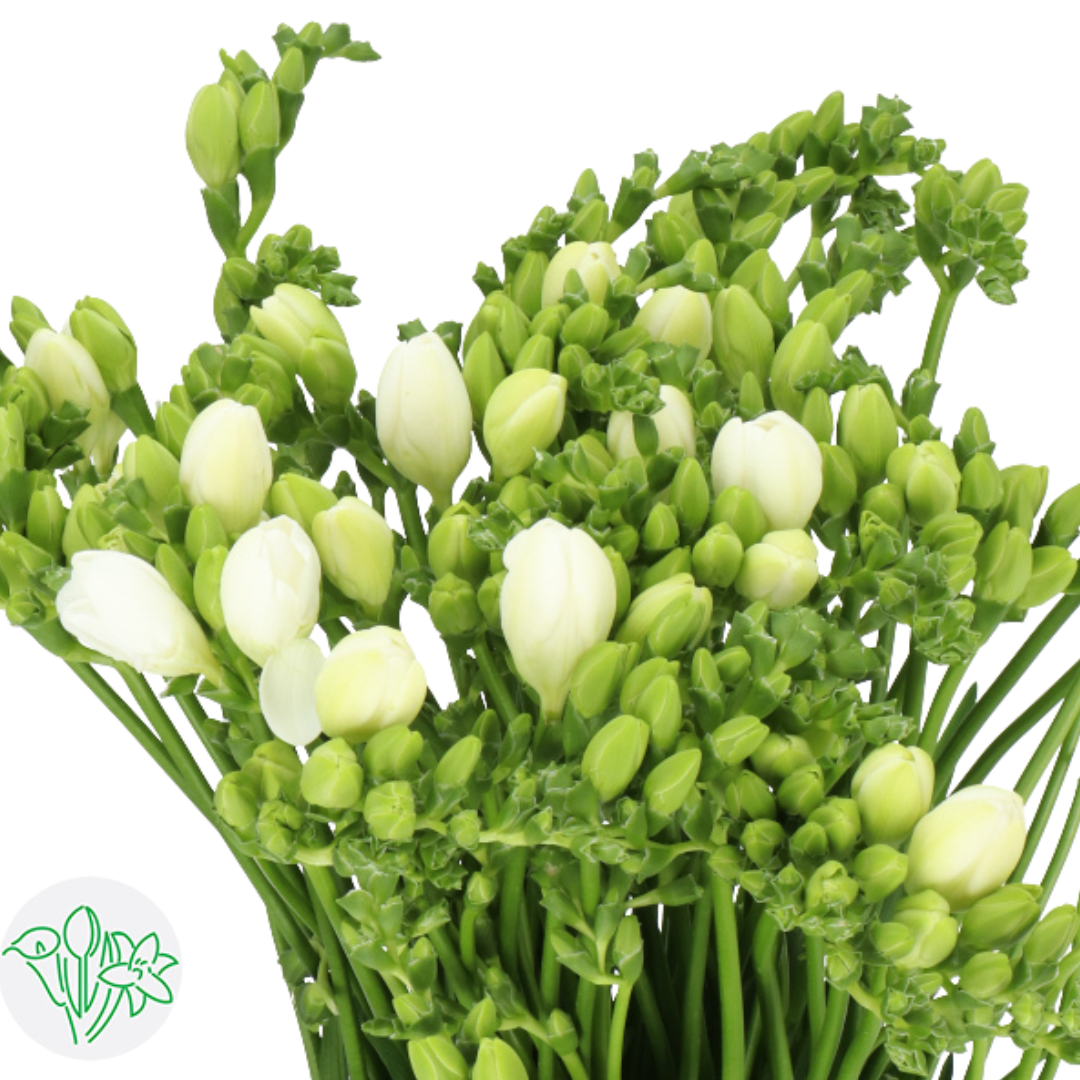 Freesia