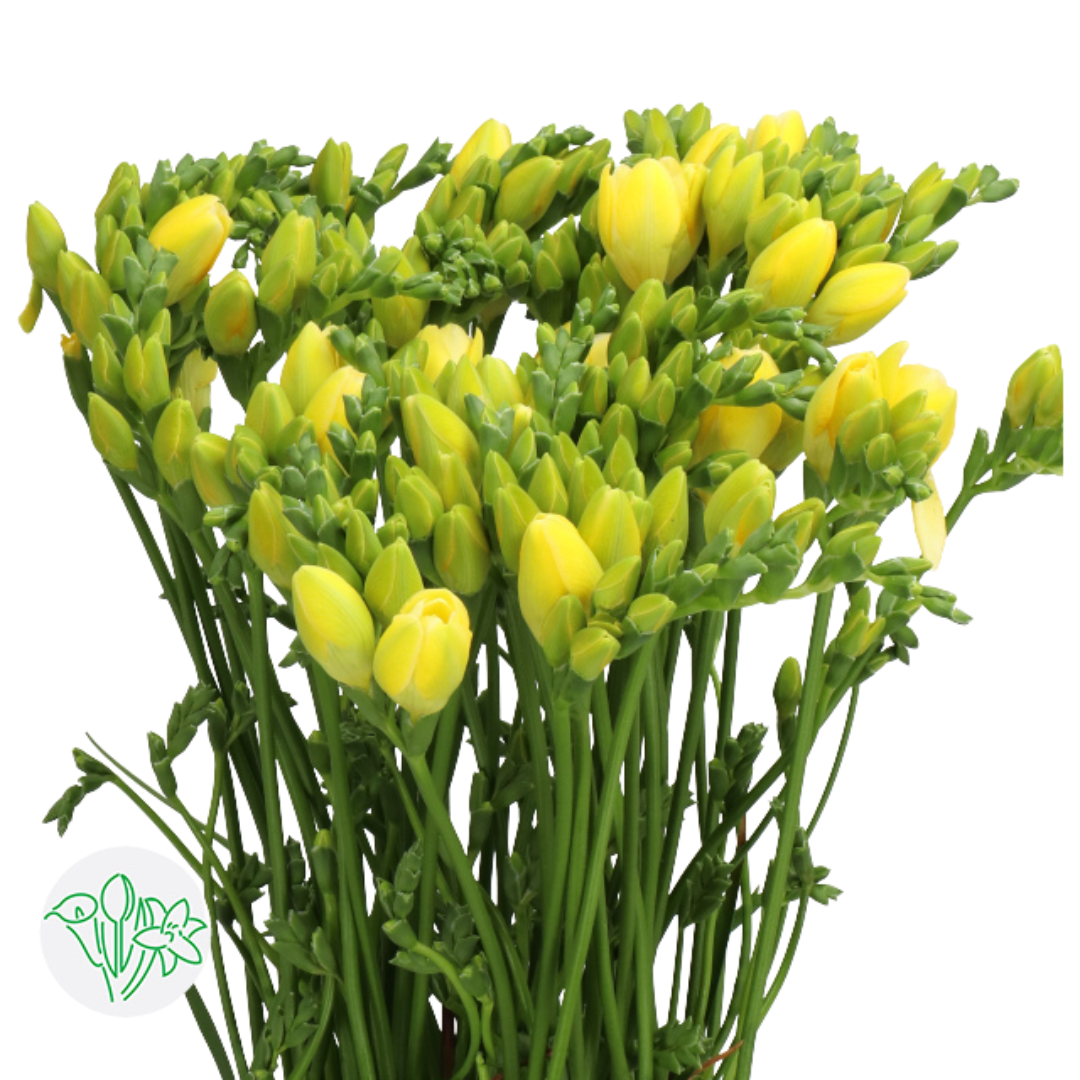 Freesia