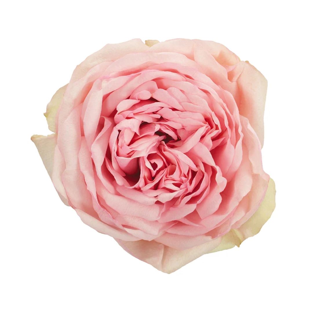 Garden Rose Bridal Piano