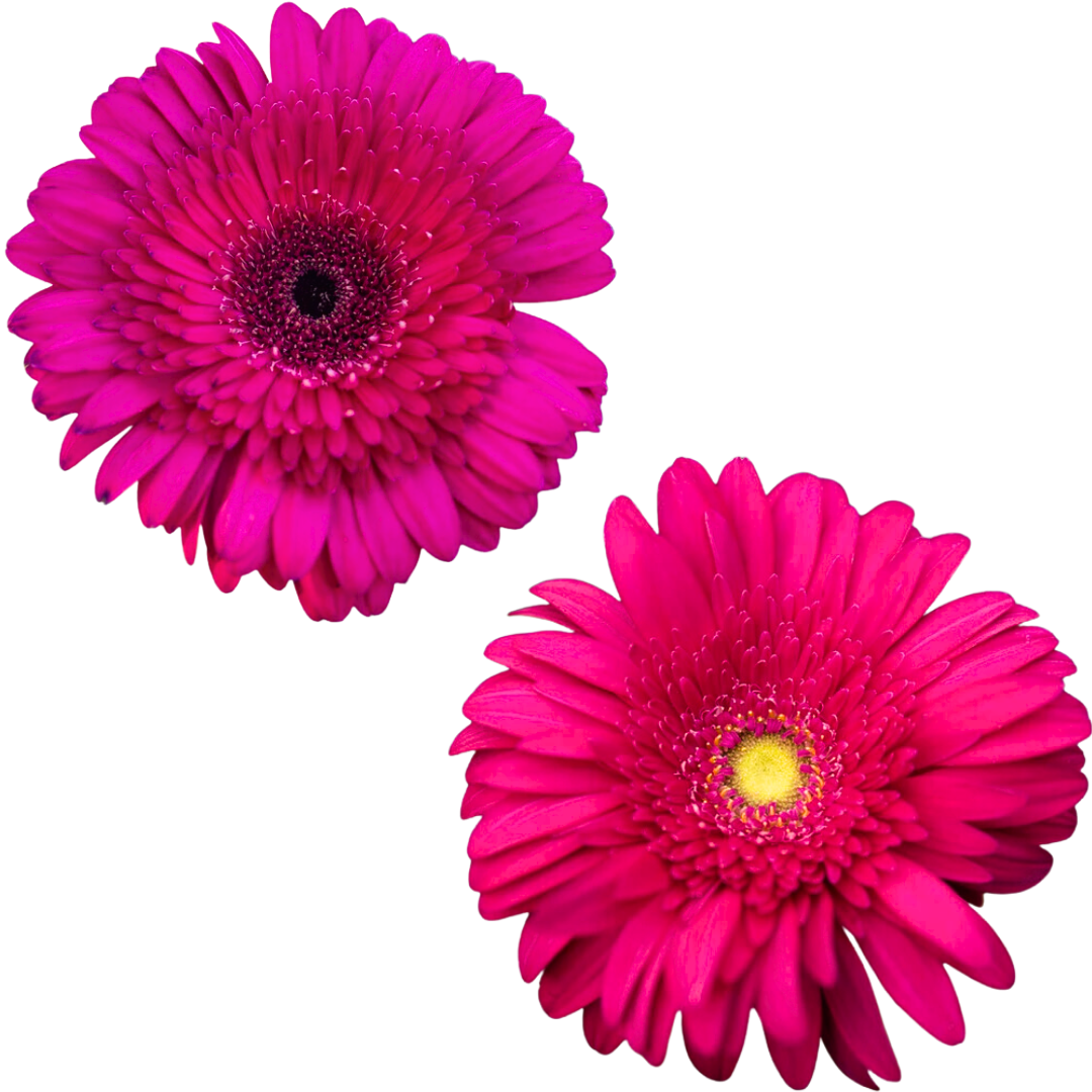 Gerbera