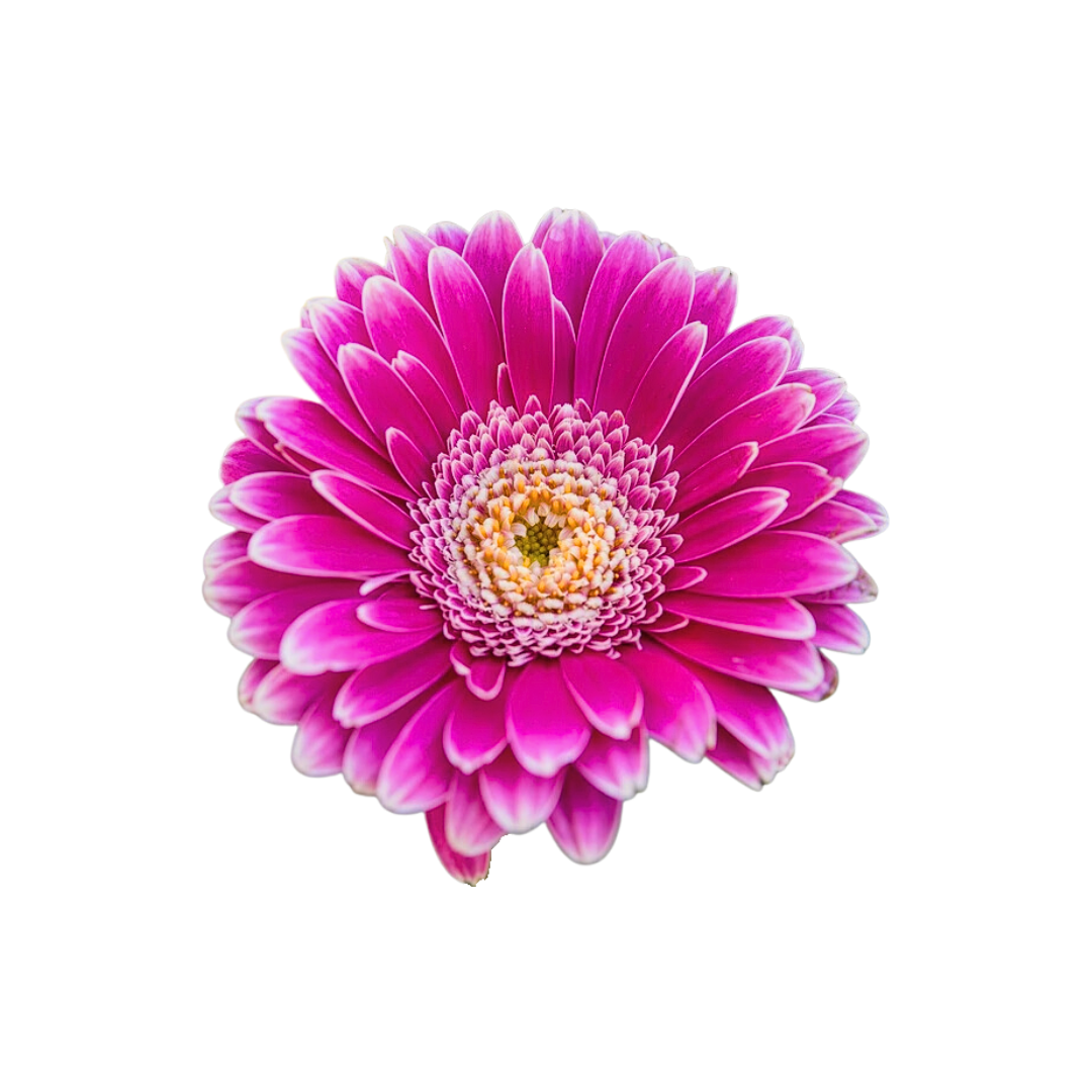 Gerbera Mini