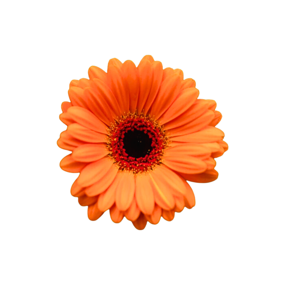 Gerbera Mini