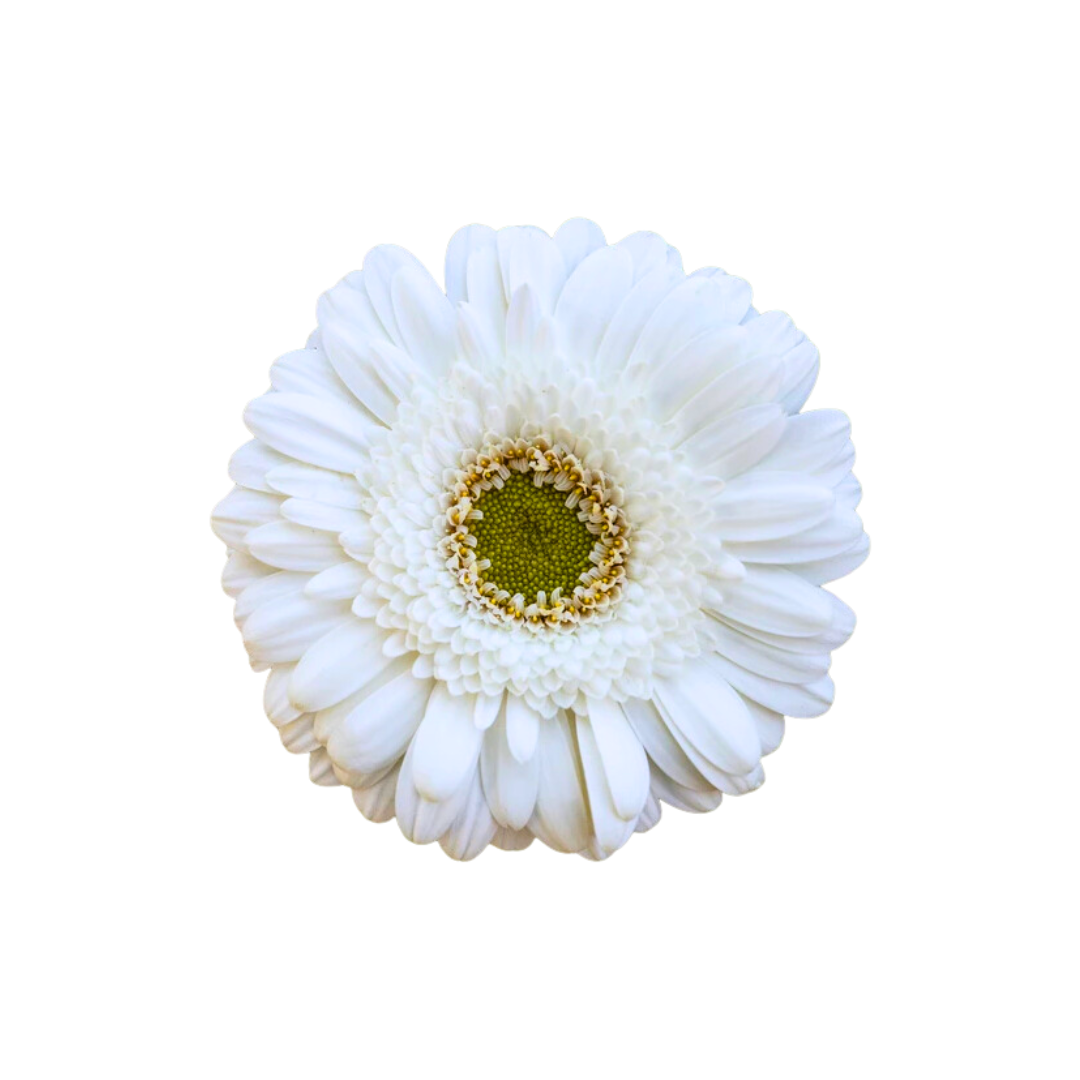 Gerbera Mini