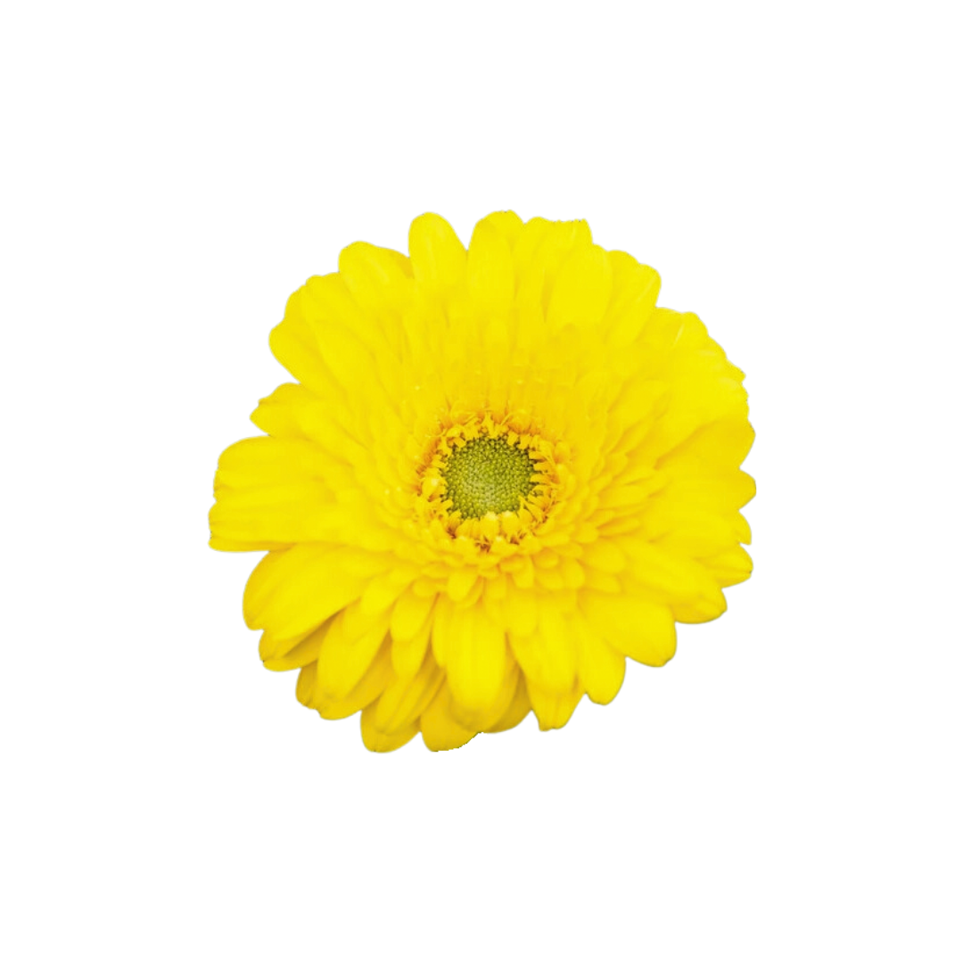 Gerbera Mini