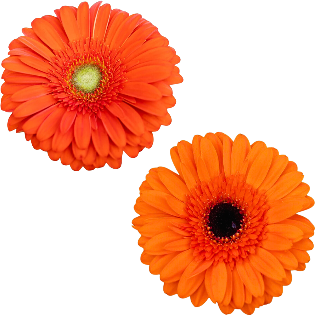 Gerbera