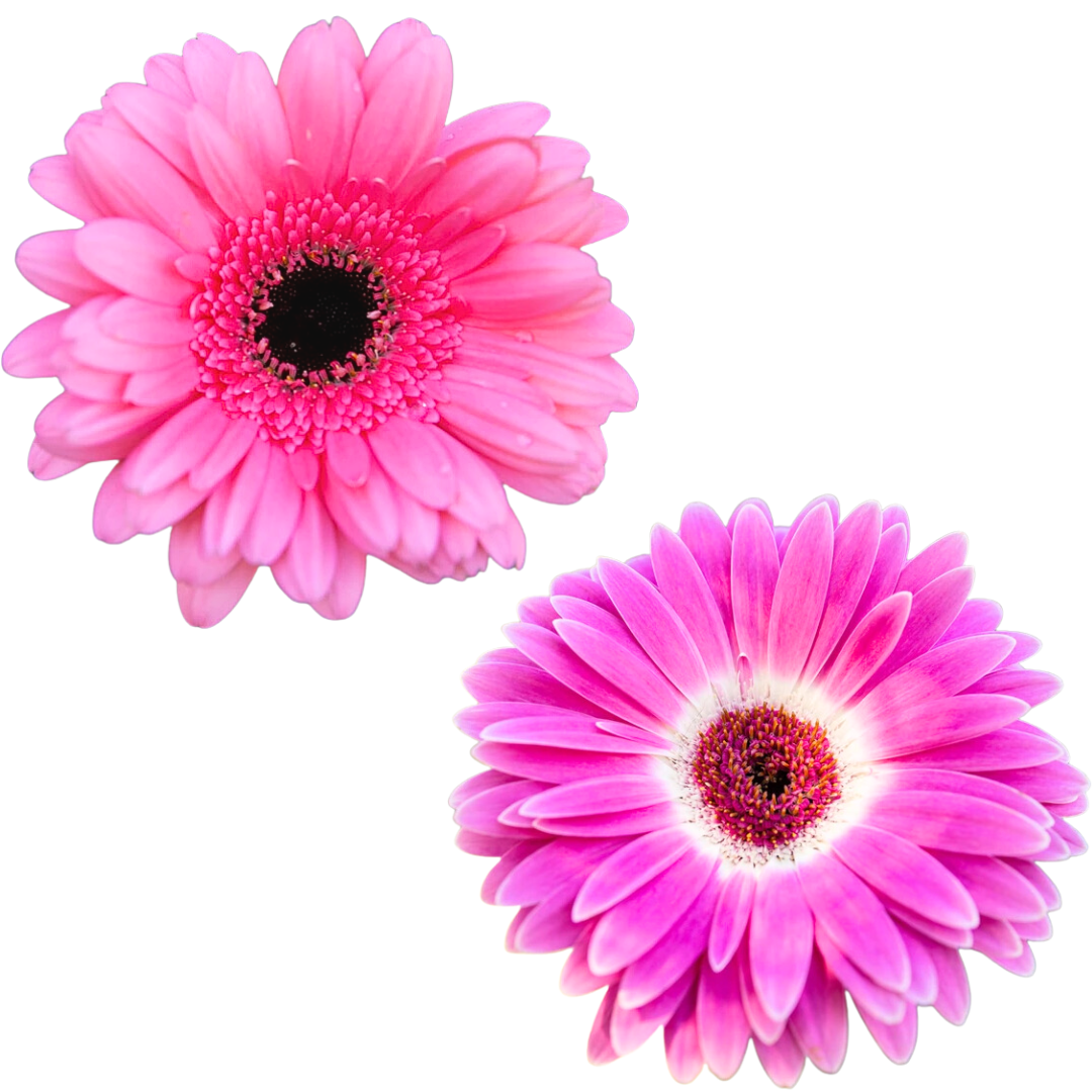 Gerbera