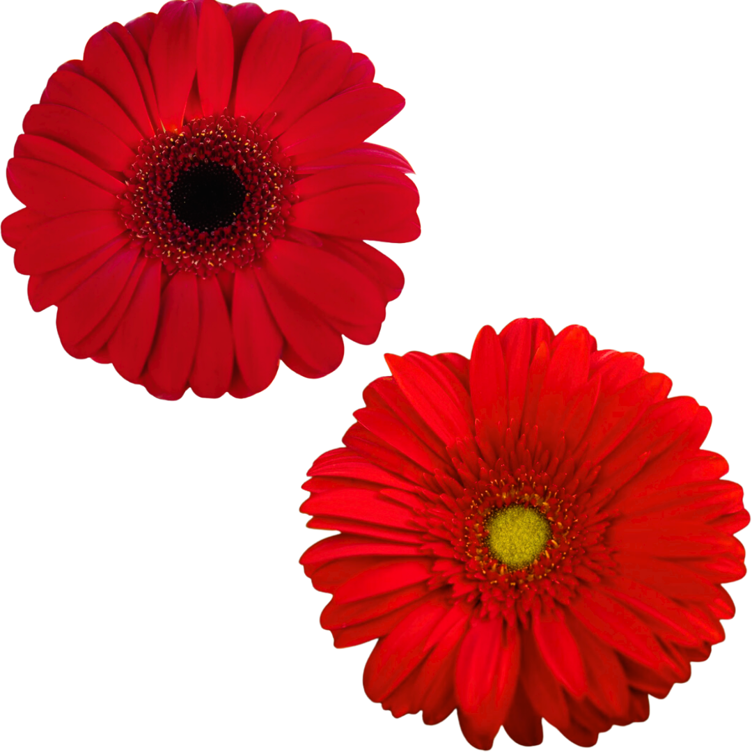 Gerbera