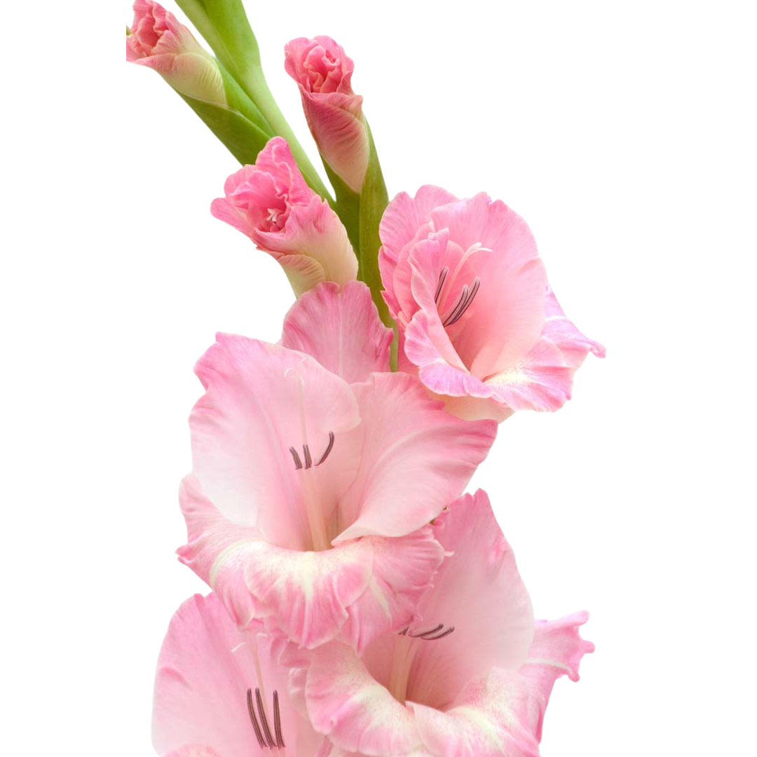 Gladiola