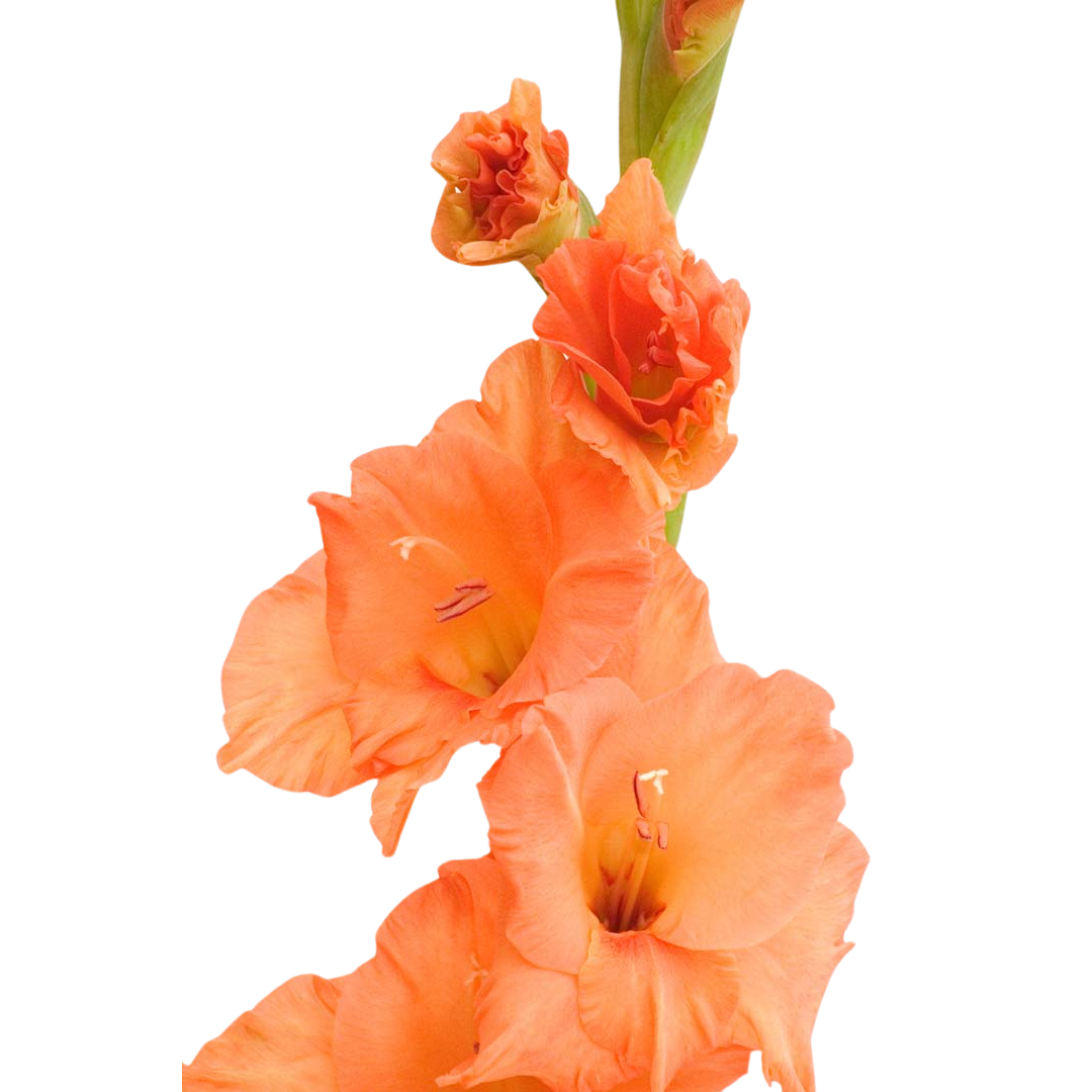 Gladiola