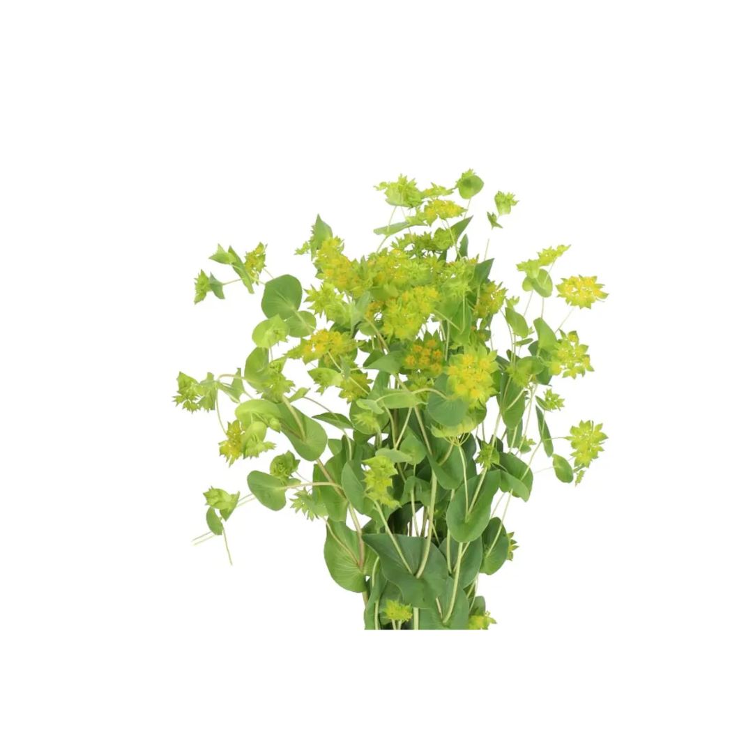 Bupleurum