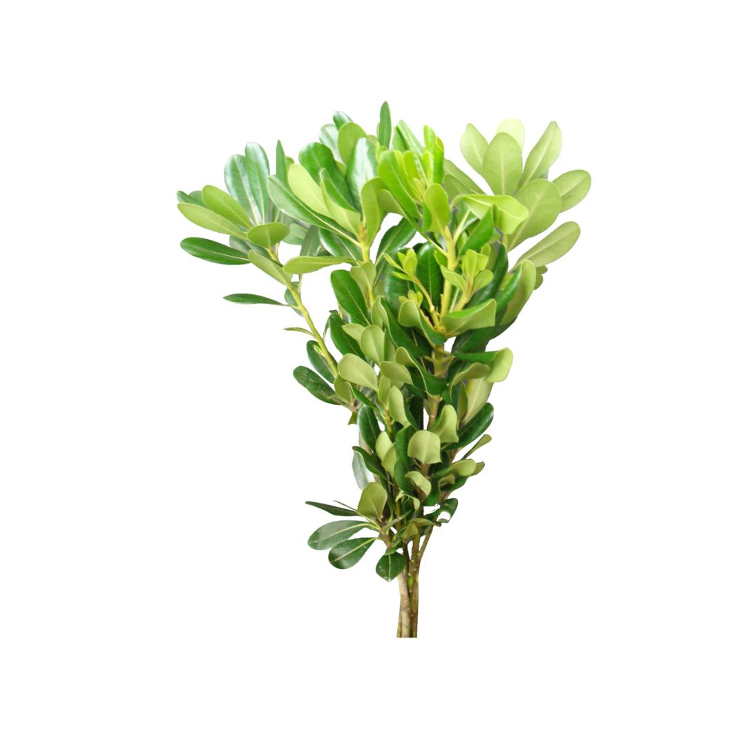 Pittosporum