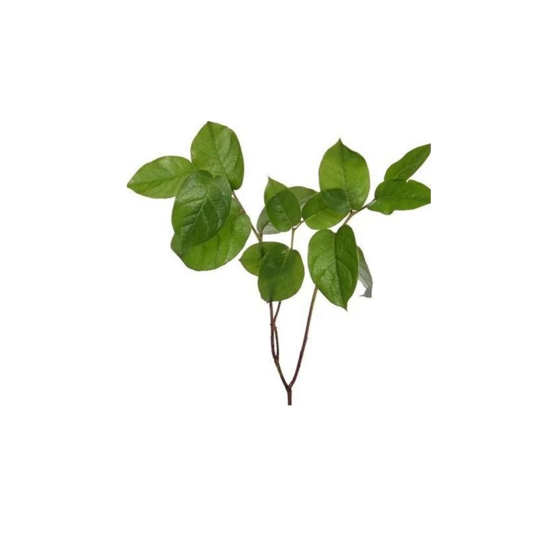 Salal