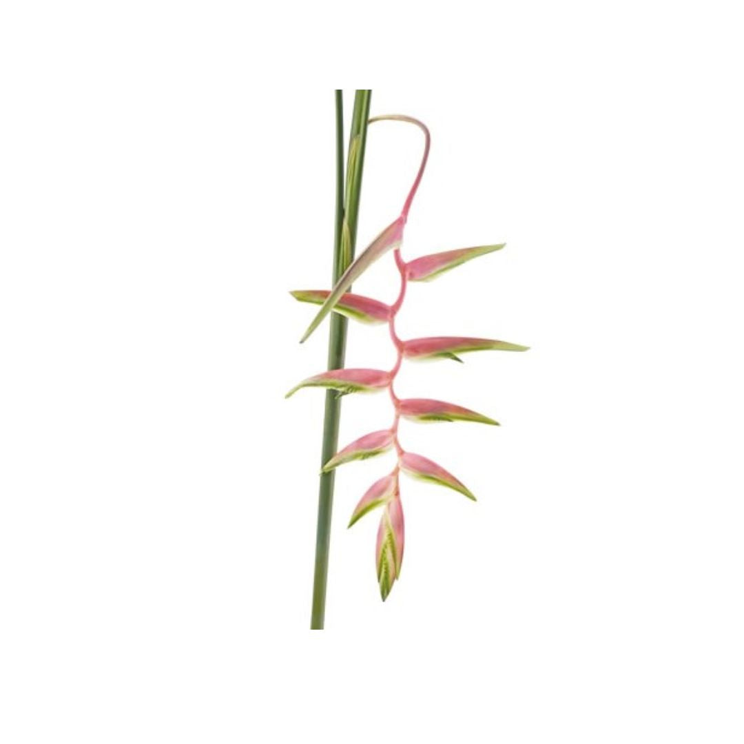 Heliconia