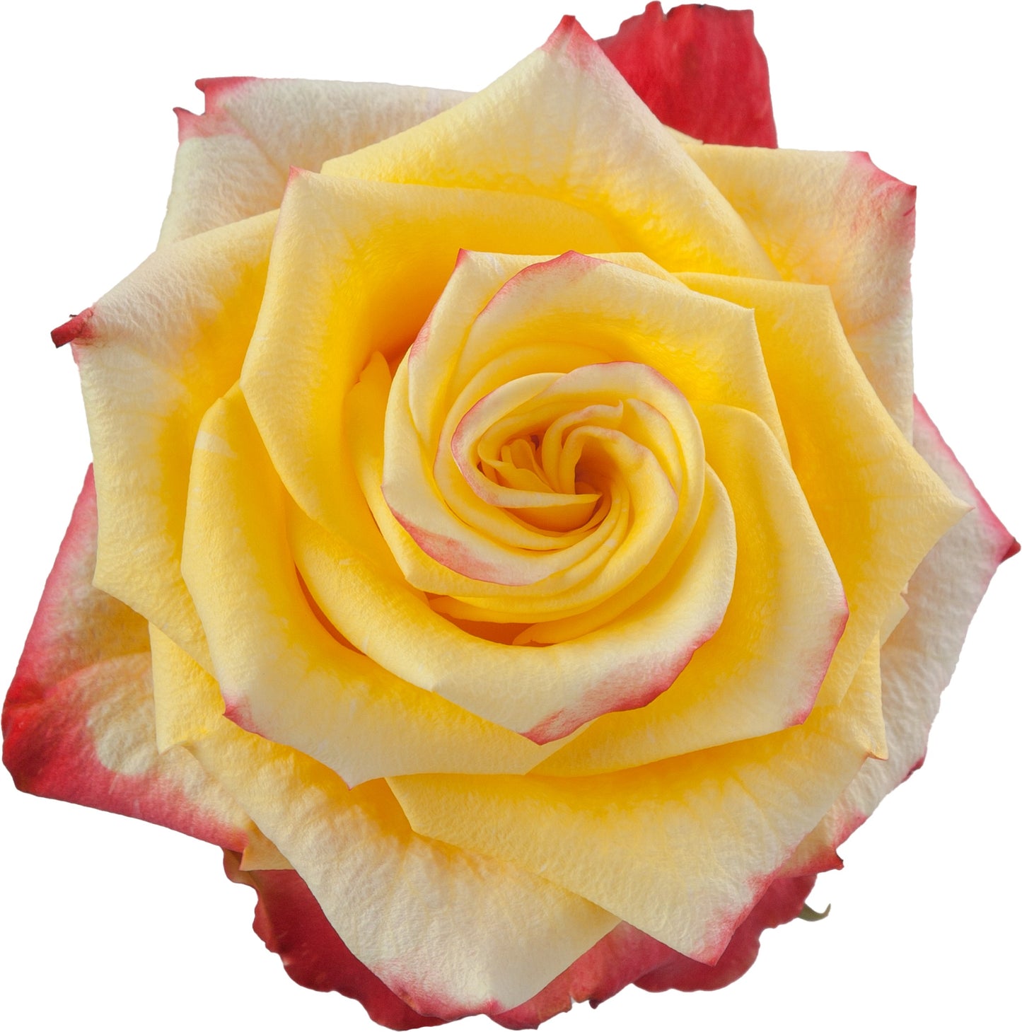 Rose High and Yellow