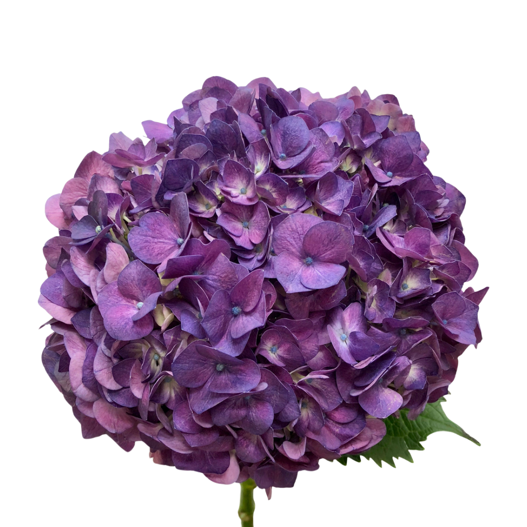 Hydrangea