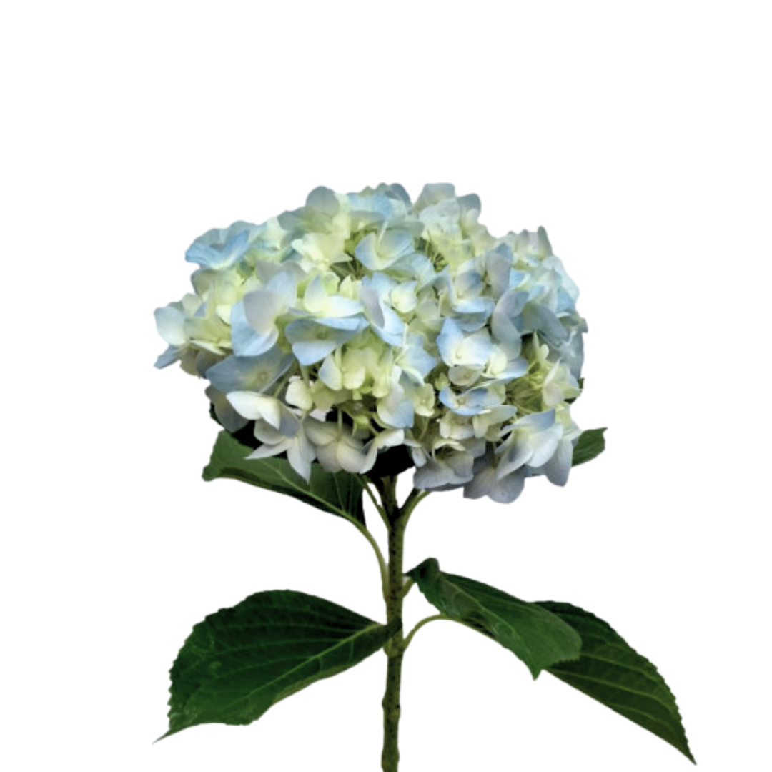 Hydrangea